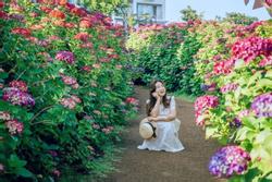 Hoa cẩm tú cầu nở khắp Jeju