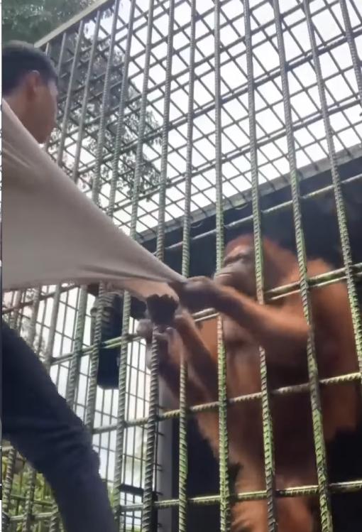 Thanh niên bị vượn quắp chân sợ muốn ngất, người xem lại cười tí ngã-1