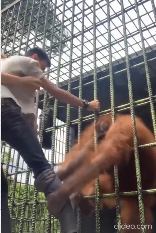 Thanh niên bị vượn quắp chân sợ muốn ngất, người xem lại cười tí ngã-2