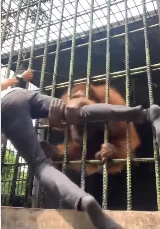 Thanh niên bị vượn quắp chân sợ muốn ngất, người xem lại cười tí ngã-4