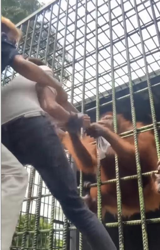 Thanh niên bị vượn quắp chân sợ muốn ngất, người xem lại cười tí ngã-3