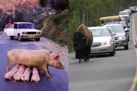 Khoảnh khắc 'ngang ngược' gây tắc đường mà không ai dám phàn nàn