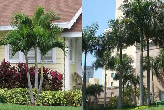 'Trước cau sau chuối': Trong nhà trồng 6 loại cây vạn sự hưng thịnh