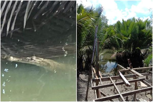 Attacked by a crocodile, the man miraculously escaped death