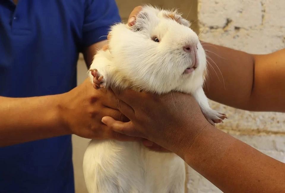 Đặc sản chuột lang gây tranh cãi của Peru-4