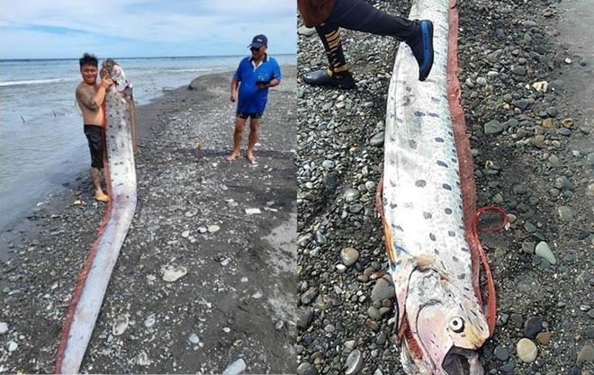 Ngư dân giật mình bắt được cá động đất khổng lồ dài 6m, nặng 130kg-1