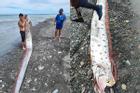 Ngư dân giật mình bắt được cá động đất khổng lồ dài 6m, nặng 130kg