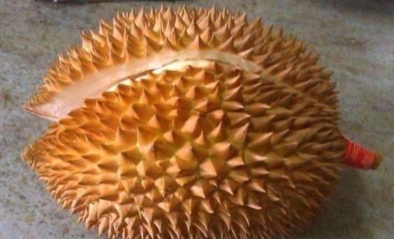 Chọn sầu riêng gai dài hay ngắn, người trồng chỉ bạn 3 cách-3