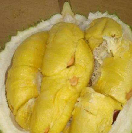 Chọn sầu riêng gai dài hay ngắn, người trồng chỉ bạn 3 cách-4