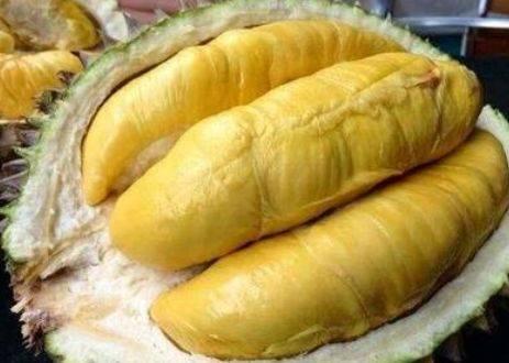 Chọn sầu riêng gai dài hay ngắn, người trồng chỉ bạn 3 cách-5