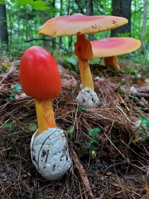 Đặc sản trứng gà chồi lên từ đất hiếm có, giá nửa triệu đồng/kg-2