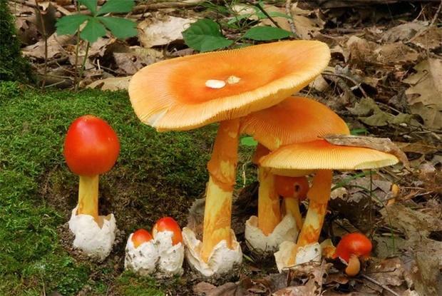 Đặc sản trứng gà chồi lên từ đất hiếm có, giá nửa triệu đồng/kg-3