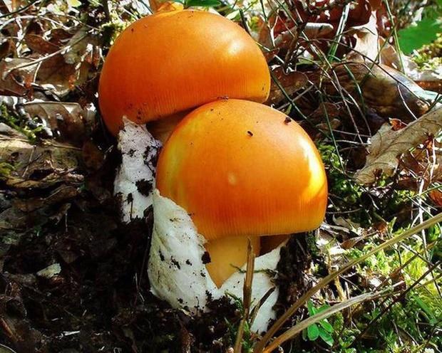 Đặc sản trứng gà chồi lên từ đất hiếm có, giá nửa triệu đồng/kg-5