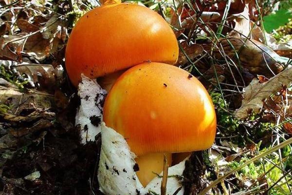 Lấy trứng rùa thử chiên mãi không chín, bất ngờ vì lý do đằng sau-6