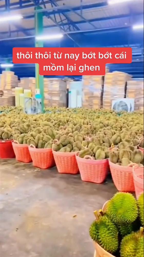 Tranh cãi nhúng sầu riêng vào dung dịch lạ để bảo quản-4