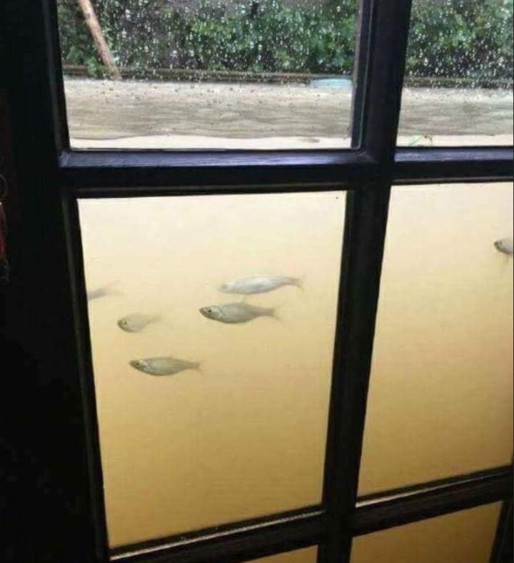 Khoảnh khắc lạc quan hài hước trong những ngày mưa ngập lối về-2