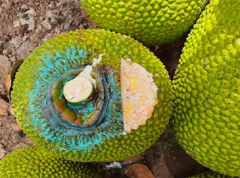 Những nghề cực lạ ở Việt Nam: Ngửi mít hộ, gấp quần áo thuê-1