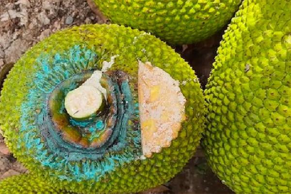 Cây mít mọc ngang ngược giữa phòng, bị chặt hết cành vẫn sai trĩu quả-3