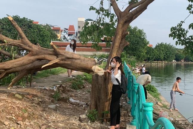 Cây cô đơn Hồ Tây bị chặt, dân mạng tiếc nuối muốn vạch mặt kẻ ác-2