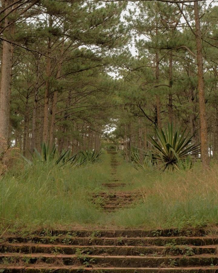 Lăng mộ hoàng thân triều Nguyễn giữa rừng thông Đà Lạt siêu đẹp-4