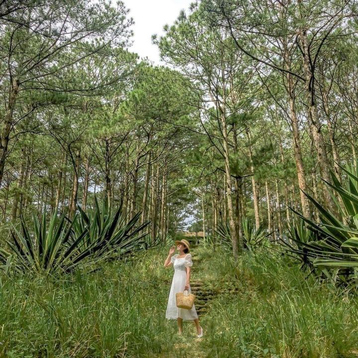 Lăng mộ hoàng thân triều Nguyễn giữa rừng thông Đà Lạt siêu đẹp-7