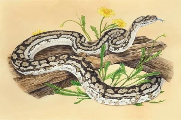 Thời tới không cản nổi: 4 tuổi đổi đời giàu sang, vét sạch thiên hạ 2 năm tới-4