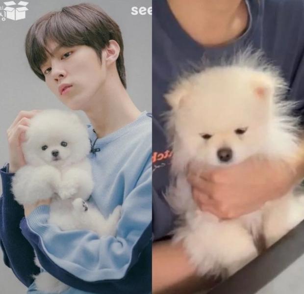 Nam idol đình đám phải lên tiếng xin lỗi vì ngược đãi động vật-2