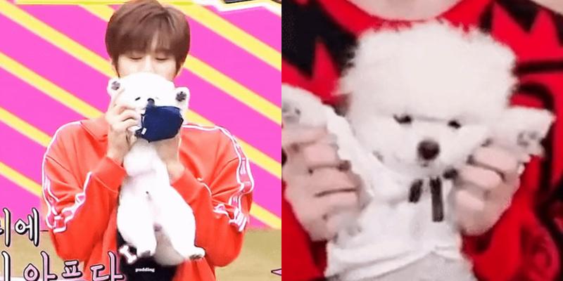 Nam idol đình đám phải lên tiếng xin lỗi vì ngược đãi động vật-1