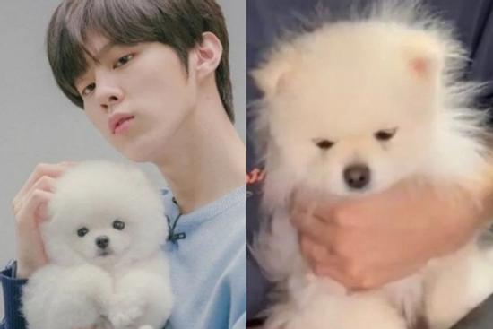 Nam idol đình đám phải lên tiếng xin lỗi vì ngược đãi động vật