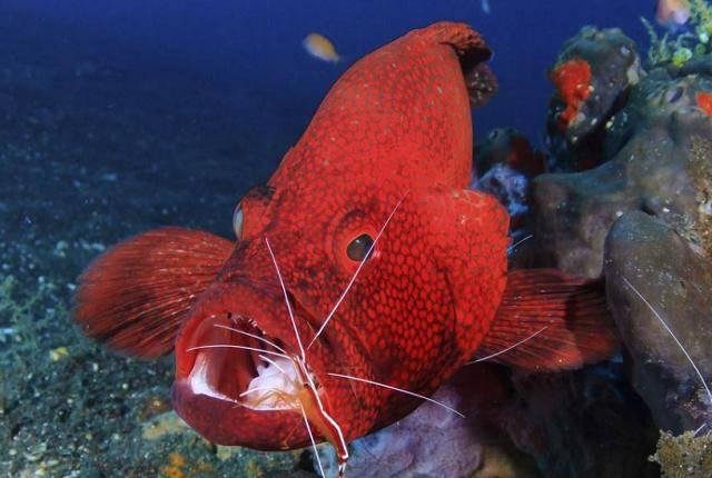 4 loại hải sản giá cực chát, chỉ người giàu mới dám ăn-1