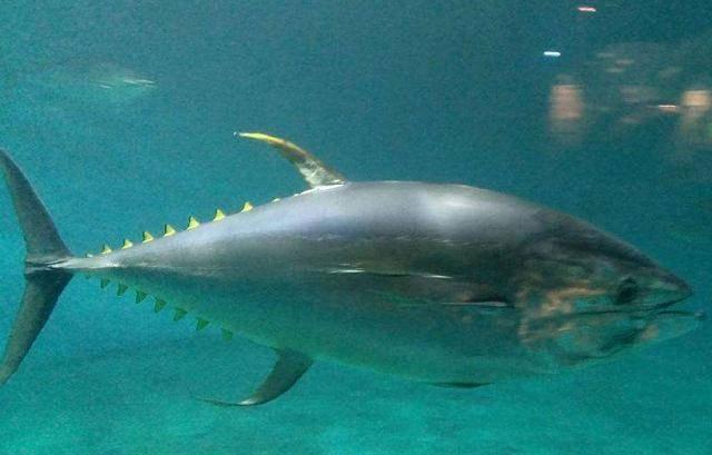 4 loại hải sản giá cực chát, chỉ người giàu mới dám ăn-2