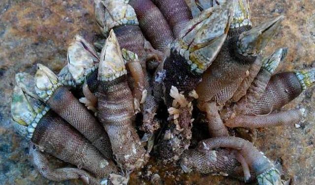 4 loại hải sản giá cực chát, chỉ người giàu mới dám ăn-4