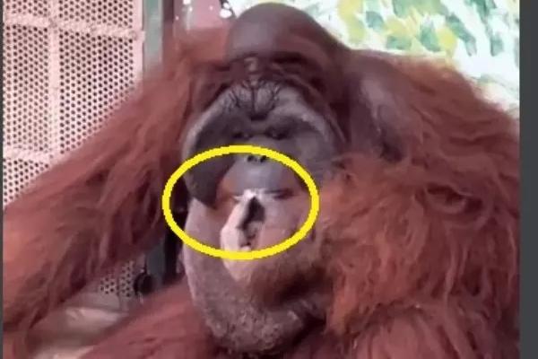 Thảo Cầm Viên lại gây sốt: Xuất hiện loài vật thuộc dòng họ hồ ly, dân tình thi nhau khen quyến rũ-3