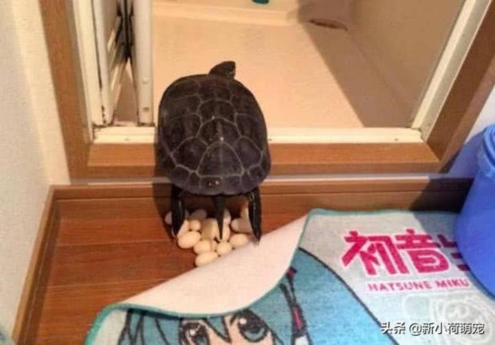 Lấy trứng rùa thử chiên mãi không chín, bất ngờ vì lý do đằng sau-1