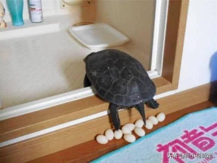 Lấy trứng rùa thử chiên mãi không chín, bất ngờ vì lý do đằng sau-2