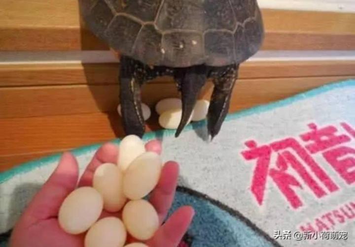 Lấy trứng rùa thử chiên mãi không chín, bất ngờ vì lý do đằng sau-3