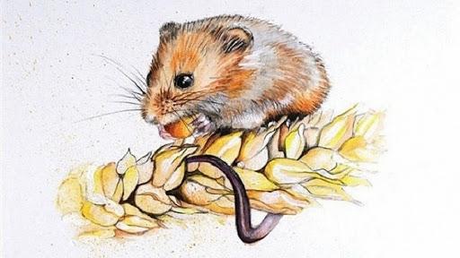 Tử vi hàng ngày 12 con giáp thứ Ba 21/6/2022: Tính nóng như kem-1