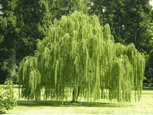 5 loại cây không nên trồng trước nhà: Hao tốn tiền của, dẫn dụ âm khí-1