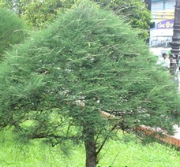 5 loại cây không nên trồng trước nhà: Hao tốn tiền của, dẫn dụ âm khí-2