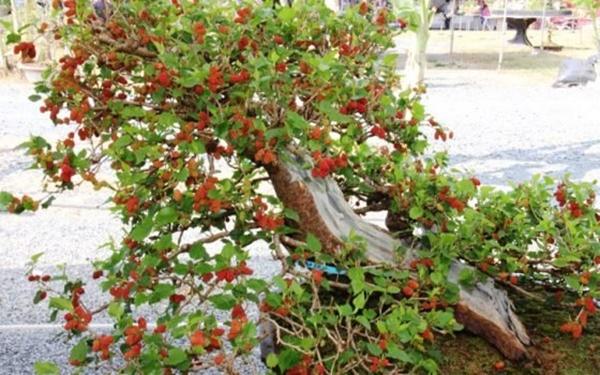 5 loại cây không nên trồng trước nhà: Hao tốn tiền của, dẫn dụ âm khí-3