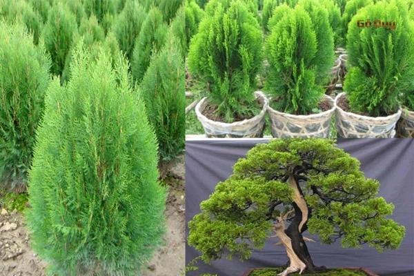 5 loại cây không nên trồng trước nhà: Hao tốn tiền của, dẫn dụ âm khí-4