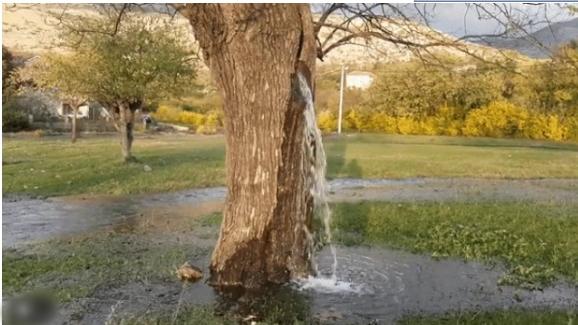 Kỳ lạ cây cổ thụ hơn 100 tuổi hóa đài phun nước suốt 20 năm-1