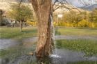 Kỳ lạ cây cổ thụ hơn 100 tuổi 'hóa' đài phun nước suốt 20 năm