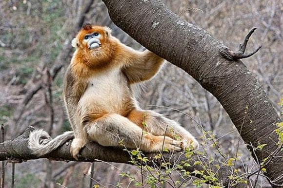 Con giáp nào có duyên lấy chồng đại gia?-1