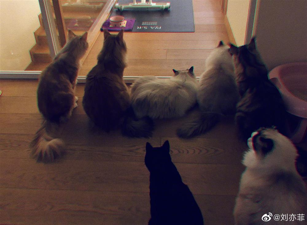 Cha nuôi lấy nhà của Lưu Diệc Phi cho người tình ở?-10