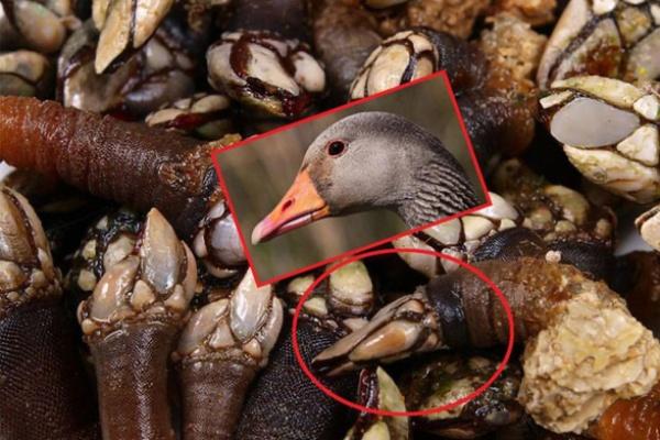 9 món ăn đắt đỏ nhất thế giới, ăn xong có đá quý kim cương mang về-10