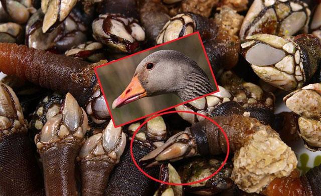 Loại hải sản này có gì đặc biệt mà có giá cực đắt?-1