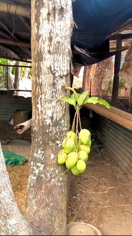 Cây xoài sợ độ cao ra đầy trái ở vị trí bất ngờ khiến gia chủ bối rối-1