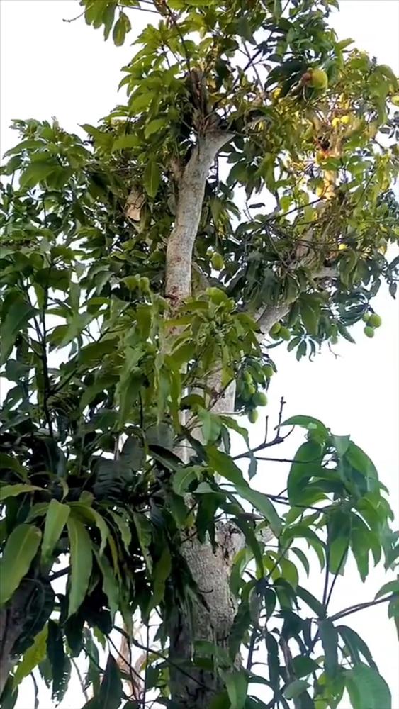 Cây xoài sợ độ cao ra đầy trái ở vị trí bất ngờ khiến gia chủ bối rối-2