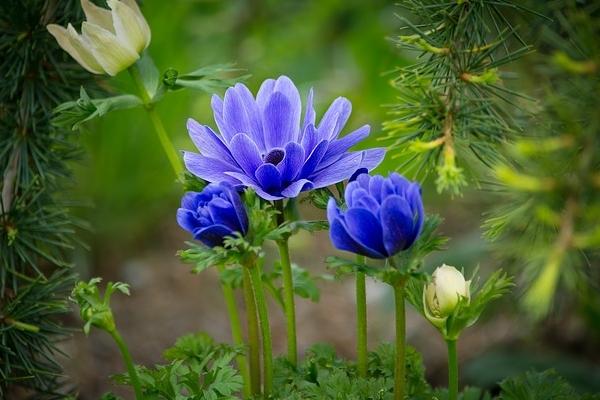 8 ngày sinh âm lịch hưởng điều may mắn, cát tường-2